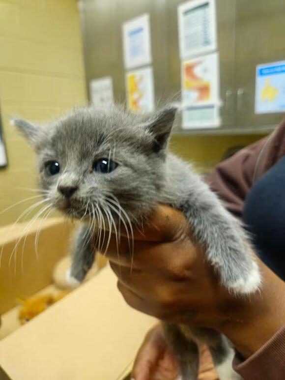 🐱 Playful Kittens & Cool Cats Ready for Adoption in Douglasville ...