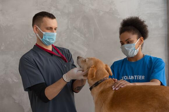 8 Essential Care Tips for Your Beagle to Live a Long Healthy Life ...