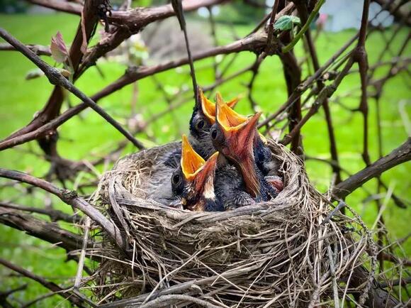 Touching a Baby Bird Won't Make Its Mother Abandon It - NewsBreak