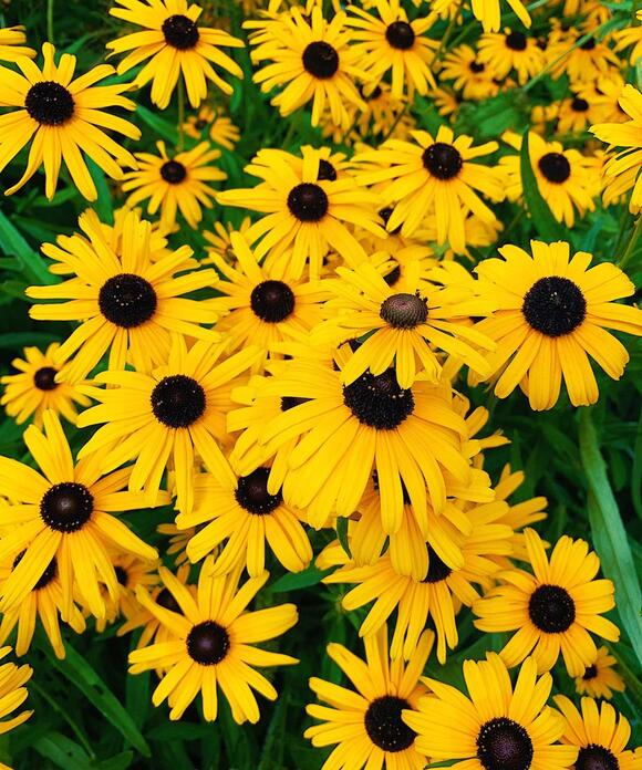 April Is the Ideal Month to Sow These 7 Native Wildflowers for a ...