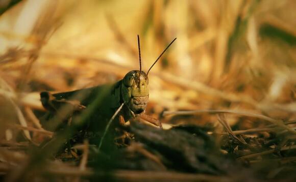 Largest Locust Ever Recorded - NewsBreak