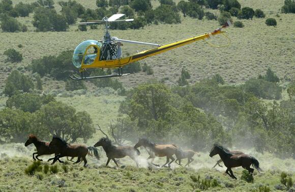 Feds planning to remove 14,000 wild horses from the West in ...