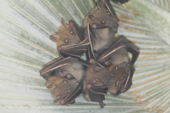 Top 20 States With The Most Bat Species - NewsBreak