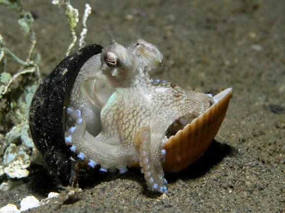 The Octopus Filmed Solving a Puzzle Nobody Ever Taught It - NewsBreak