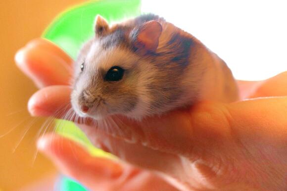 Unlocking the Joy: How to Train Your Hamster to Play With You - NewsBreak