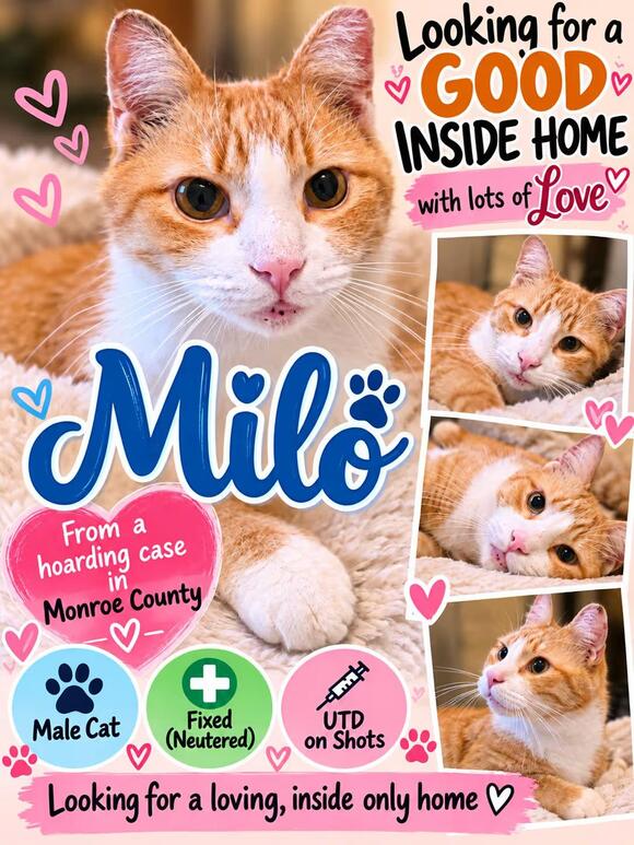 🐱 Playful Kittens & Sweet Adult Cats Ready for Adoption in Luzerne PA ...