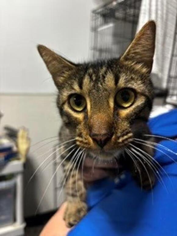 🐱 Gentle Cats in Dallas, GA Looking for Loving Homes - NewsBreak