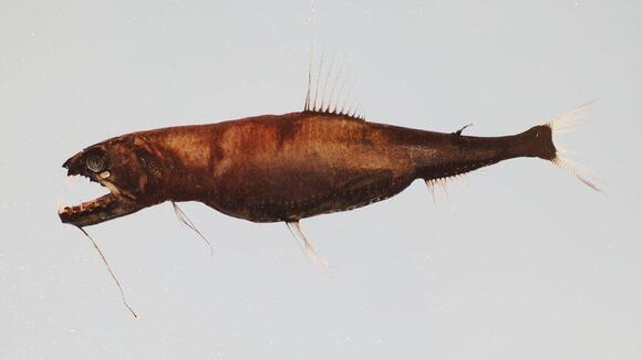 13 Deep Sea Animals That Can Survive Crushing Pressure - NewsBreak