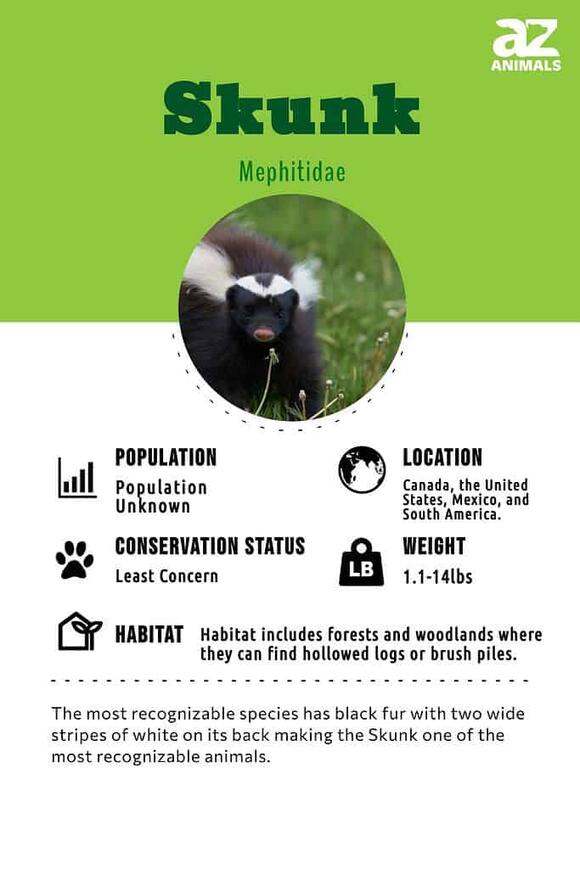 What Do Skunks Eat In The Winter?