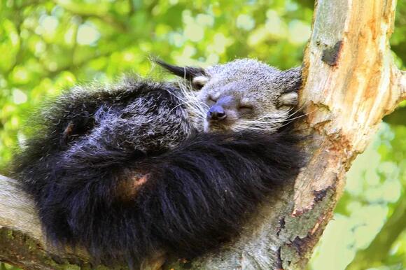 30 Best Climbing Animals: From Mountain Peaks to Forest Canopies ...