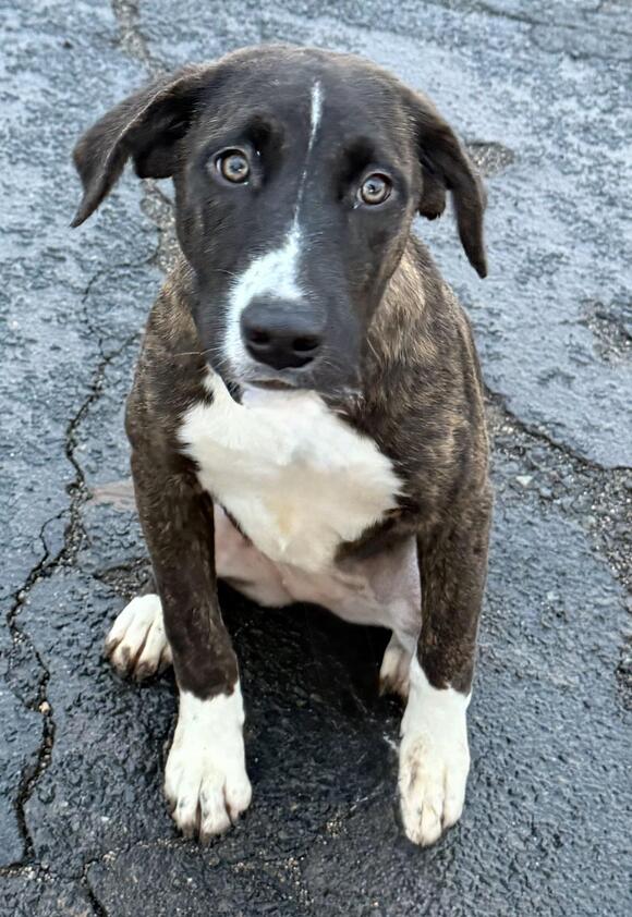 🐶 Playful Young Dogs Ready for Adoption in Culver City - NewsBreak