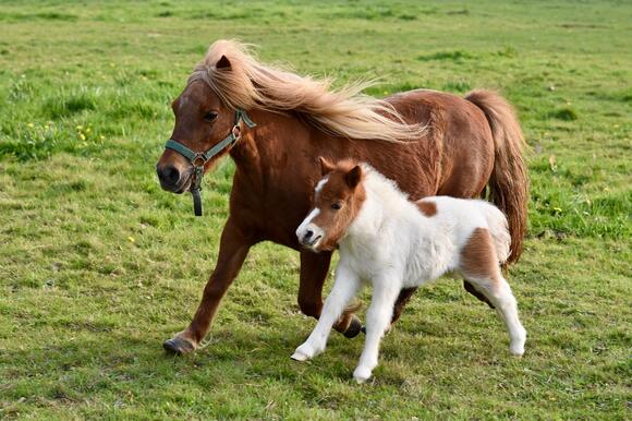 12-most-famous-horse-breeds-you-should-know-about-newsbreak
