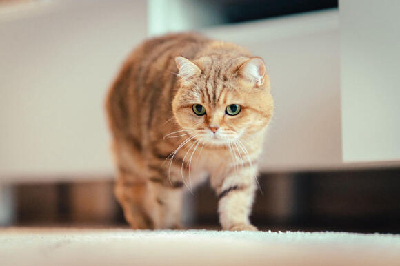 22 Routines an Old Cat Protects to the Very End - NewsBreak
