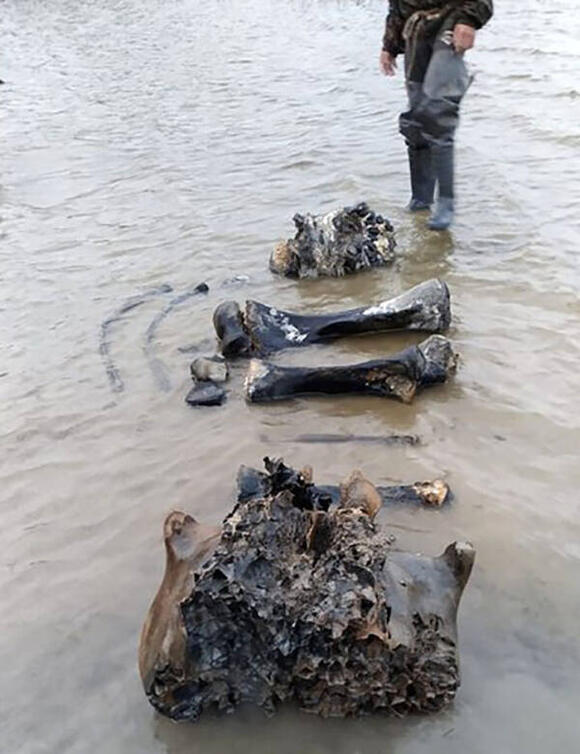 Reindeer Herders Stumble Upon 10,000-Year-Old Woolly Mammoth Skeleton ...
