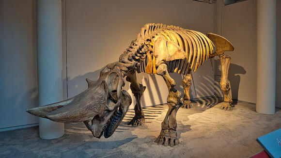 From Flesh to Stone: What It Takes to Make a Fossil - NewsBreak