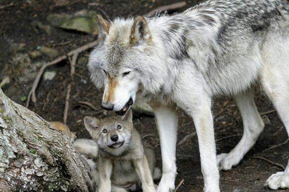WDFW Removes Second Wolf From Couse Pack After Continued Cattle Attacks ...