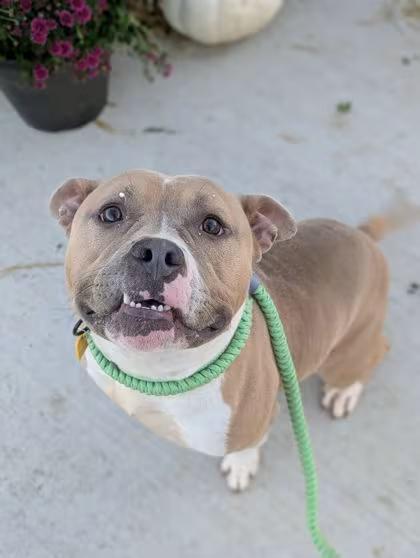 🐶 Playful, Gentle & Loyal Dogs Ready for Adoption in Cleveland - NewsBreak