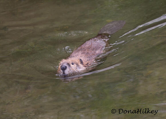 What Do You Call a Group of Beavers? The Answer Is More Wholesome Than ...