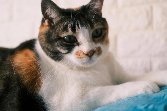 Do Cats Get Jealous: Surprising Signs and How to Handle It