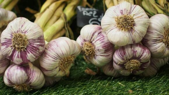 Why Garlic Is the Easiest Crop to Grow in the Garden - NewsBreak