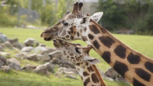 Lamarck’s Giraffe Theory Still Resonates Today - NewsBreak