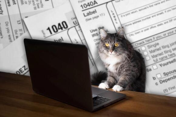 New Yorkers Can Now Claim Pet Tax in 2026 - NewsBreak