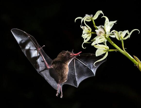 Bat Removal Laws in Massachusetts: What Homeowners Need to Know - NewsBreak