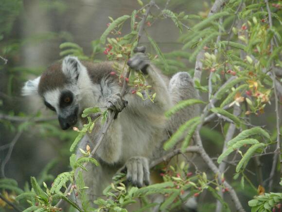 What Do You Call a Group of Lemurs? The Answer Sounds Suspicious ...