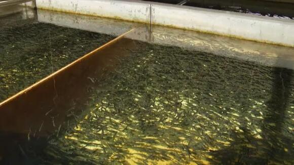 Platte River State Fish Hatchery completes $300,000 accessibility ...