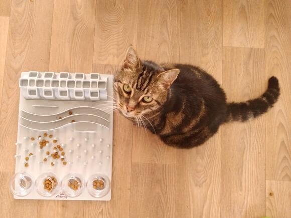 8 Cat Behaviors That Prove They’re Smarter Than You Think - NewsBreak