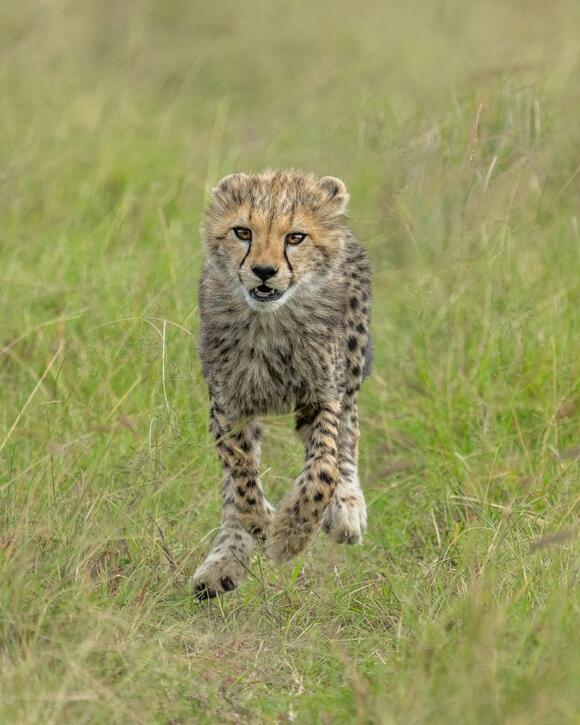 12 Things You Did Not Know About Cheetah Cubs - NewsBreak