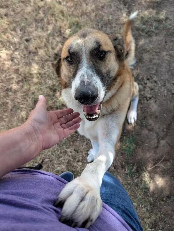 🐶 Playful, Gentle & Loyal Dogs Ready for Adoption in Boulder - NewsBreak