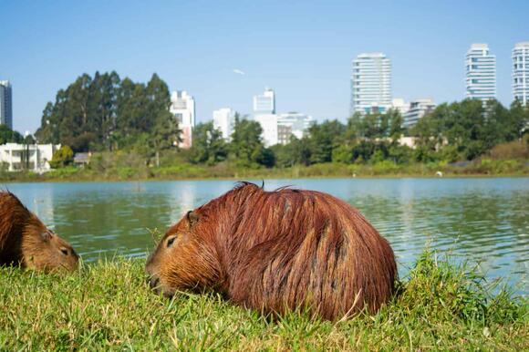 How Capybaras Communicate Using Whistles and Purrs - NewsBreak