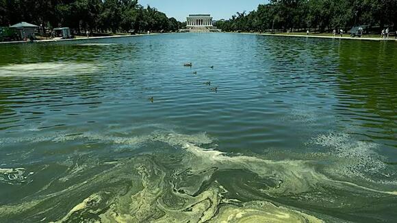 CNN plumbs depths of 'green as heck' Reflecting Pool's algae ...