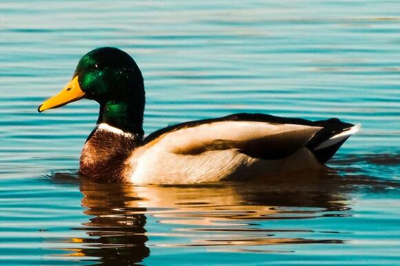 Duck Season Opens Saturday At Sunrise Across Minnesota, Six-bird Daily ...