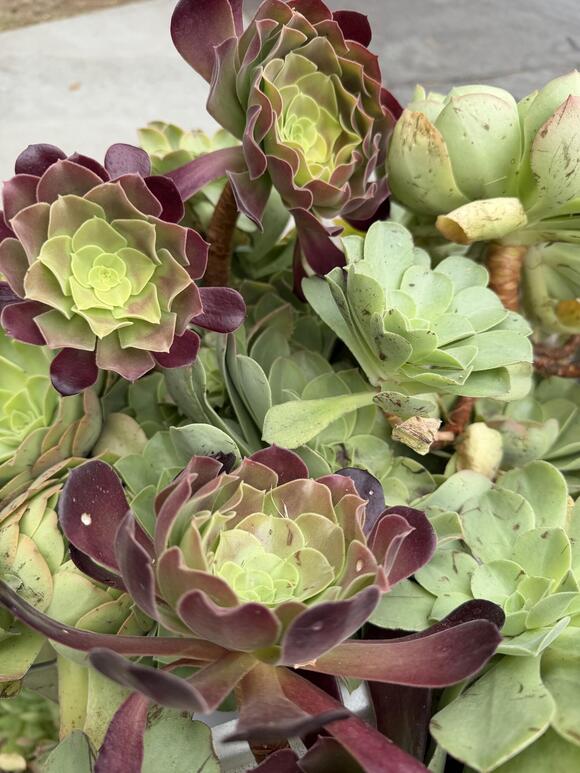 🎁 Freebies Up for Grabs in Glendale — Furniture, Plants & More - NewsBreak