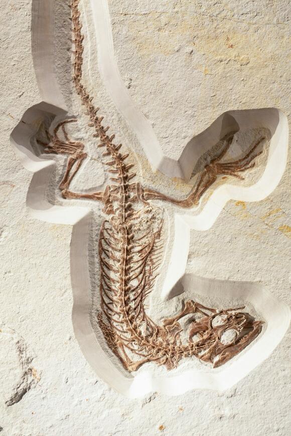 Jurassic Pollen Problems: Dinosaurs and Their Allergy-Like Struggles ...
