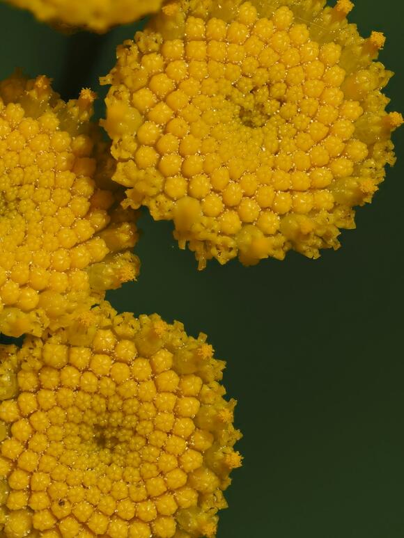 Jurassic Pollen Problems: Dinosaurs and Their Allergy-Like Struggles ...