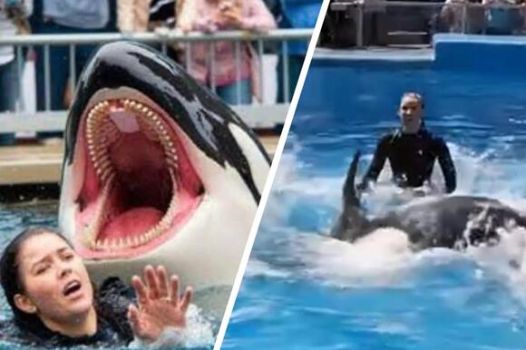 Jessica Radcliffe: The Viral Video And The Truth About The Orca! - qyiksmc