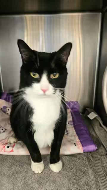 🐱 Adoptable Castaic Cats Ready to Join Your Family - NewsBreak