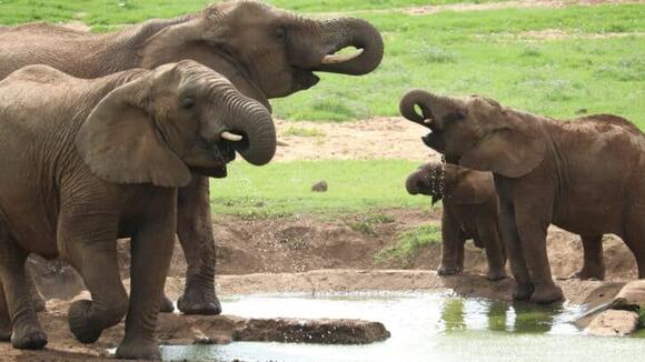 10 Mammals You Did not Know Could Swim - NewsBreak