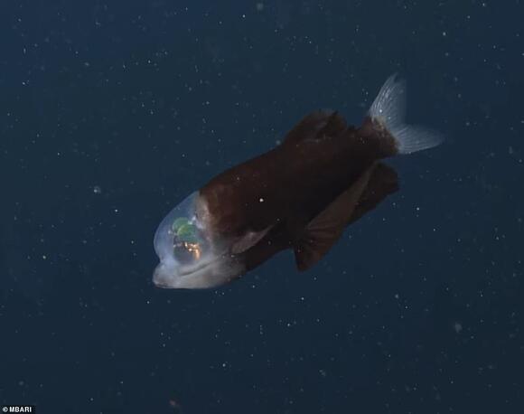 Rare alien-like fish with a translucent head that exposes its glowing ...