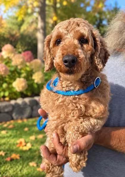🐶 Playful Puppies & Poodles Ready for Adoption in Kinzers, PA - NewsBreak