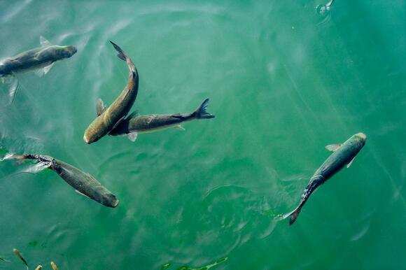 The Fish That Can Breathe Through Its Skin And Survive Out Of Water For ...