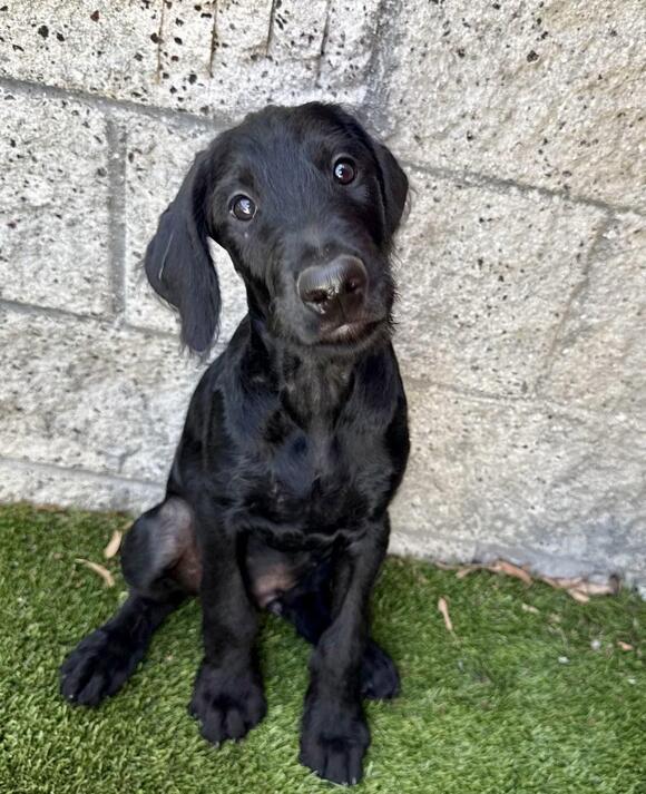 🐶 Playful Labradoodle Puppies Ready for Adoption in Los Alamitos ...