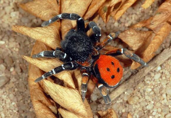 20 Endangered Spiders Threatened by Rising Temperatures - NewsBreak