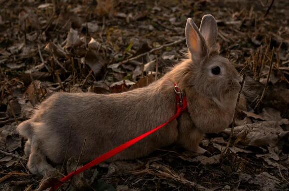 What Do You Call a Group of Hares? The Answer Is Oddly Agricultural ...