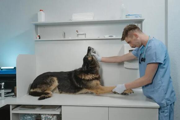 View of The Real Reason Dogs Eat Grass and When You Should Worry - NewsBreak