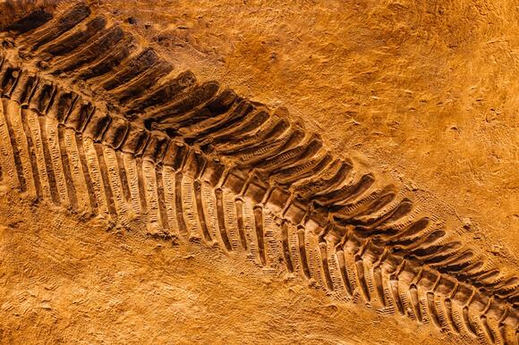 From Flesh to Stone: What It Takes to Make a Fossil - NewsBreak