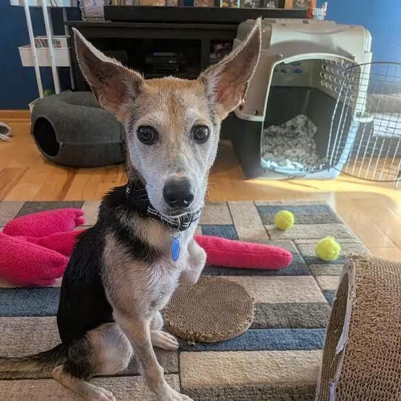 🐶 Playful & Loving Dogs Waiting for Adoption in Madison, WI - NewsBreak